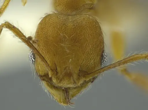 Pheidole boltoni - CASENT0624225