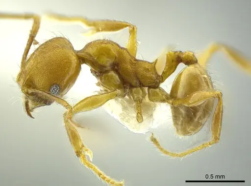 Pheidole boltoni - CASENT0624225
