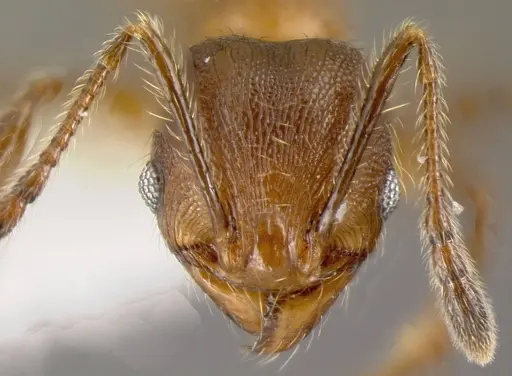 Pheidole boltoni - CASENT0635442