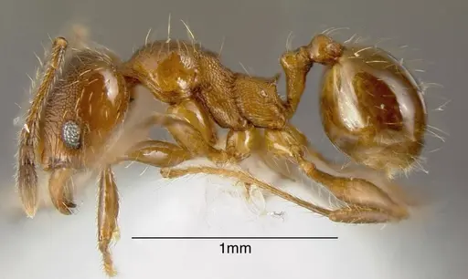 Pheidole boltoni - CASENT0635442