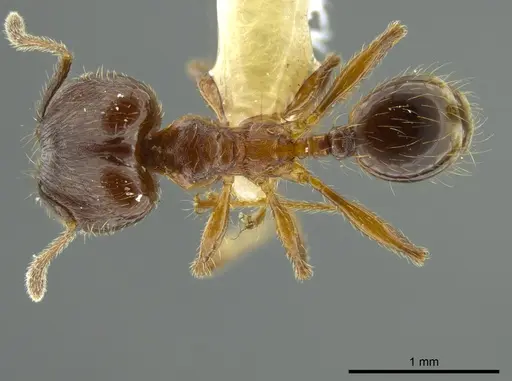 Pheidole boltoni - INBIOCRI002279980