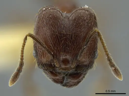 Pheidole boltoni - INBIOCRI002279980
