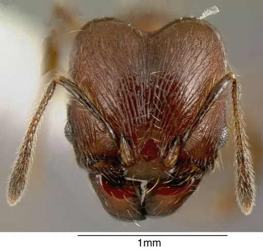 Pheidole boltoni - JTLC000001497