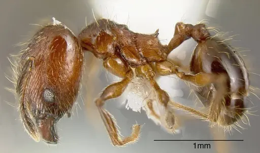 Pheidole boltoni - JTLC000001497