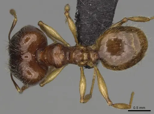 Pheidole boribora specimen