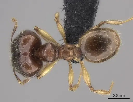 Pheidole boribora specimen