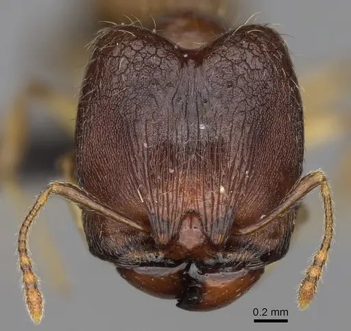 Pheidole boribora specimen