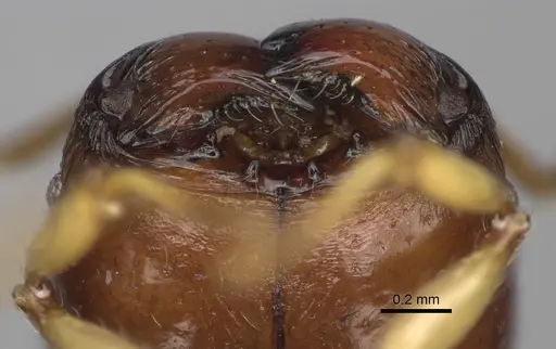 Pheidole boribora - CASENT0456013