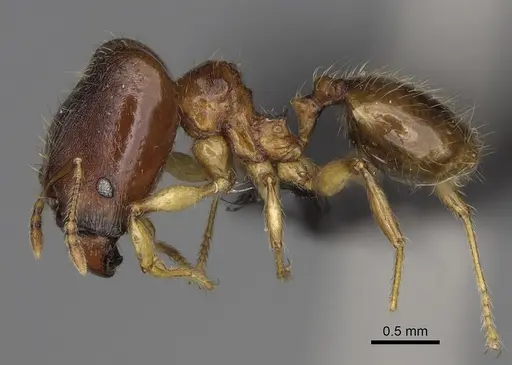 Pheidole boribora - CASENT0456013