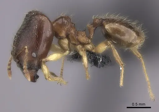 Pheidole boribora - CASENT0456013