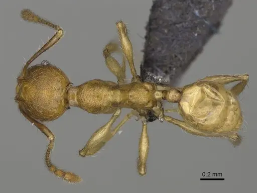 Pheidole boribora - CASENT0456014