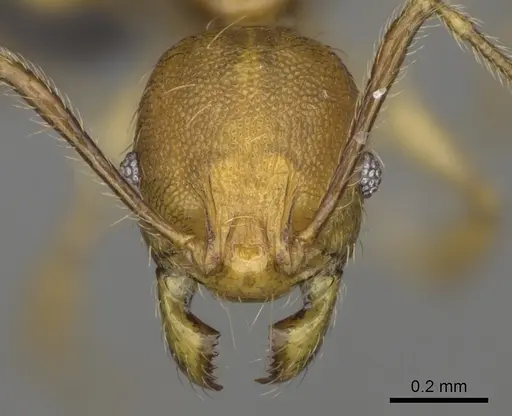 Pheidole boribora - CASENT0456014