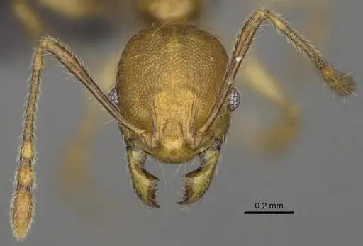Pheidole boribora - CASENT0456014