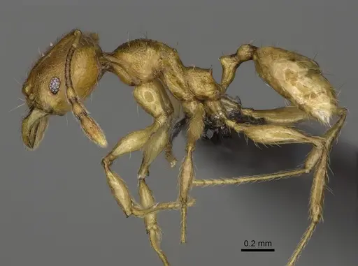 Pheidole boribora - CASENT0456014