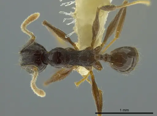 Pheidole boruca specimen