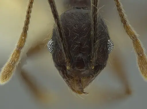 Pheidole boruca specimen