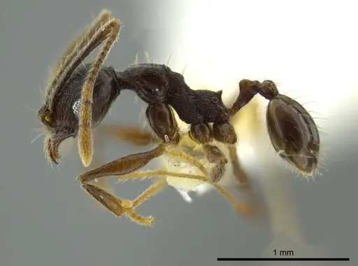 Pheidole boruca specimen