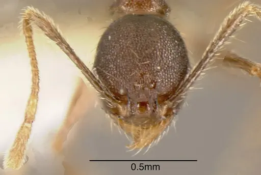 Pheidole boruca - CASENT0635443