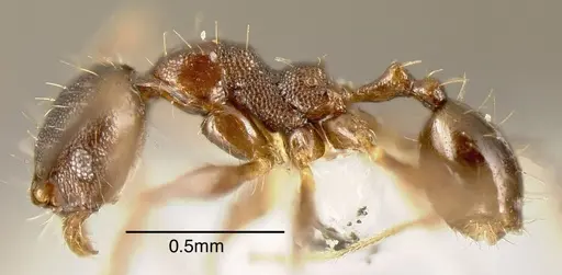 Pheidole boruca - CASENT0635443