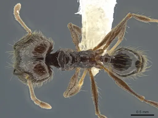 Pheidole boruca - CASENT0637167