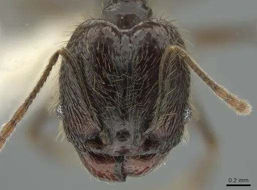 Pheidole boruca - CASENT0637167