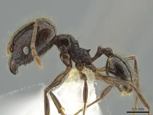 Pheidole boruca - CASENT0637167