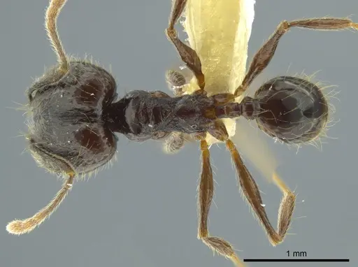 Pheidole boruca - INBIOCRI002279551