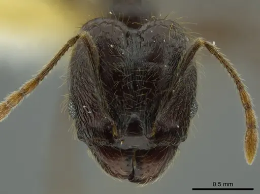 Pheidole boruca - INBIOCRI002279551