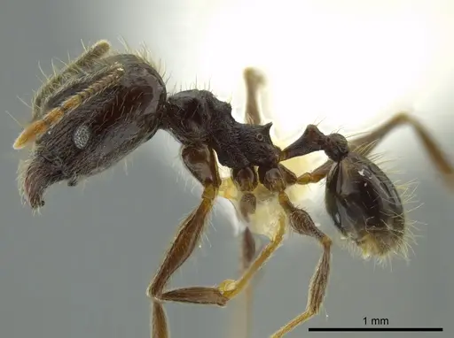 Pheidole boruca - INBIOCRI002279551
