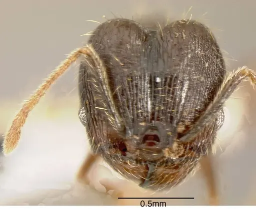 Pheidole boruca - INBIOCRI002279967