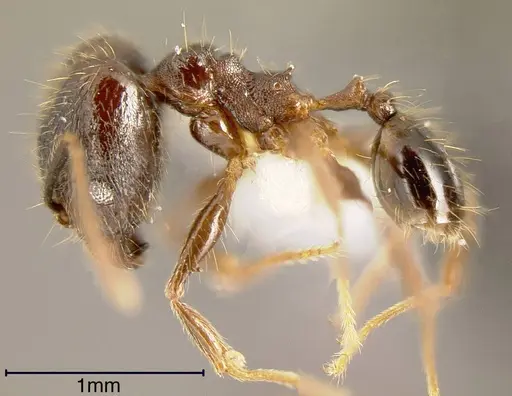 Pheidole boruca - INBIOCRI002279967