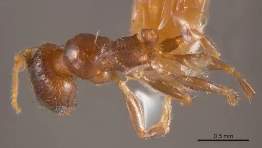 Pheidole bos specimen