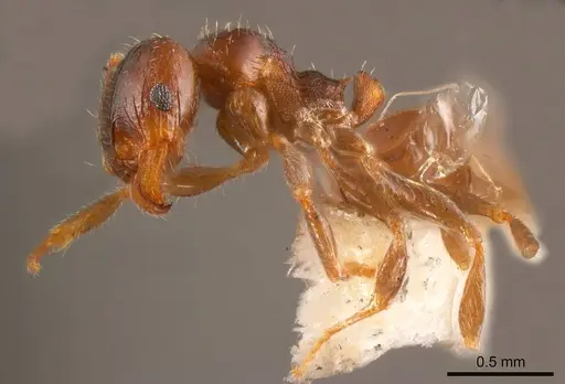 Pheidole bos specimen