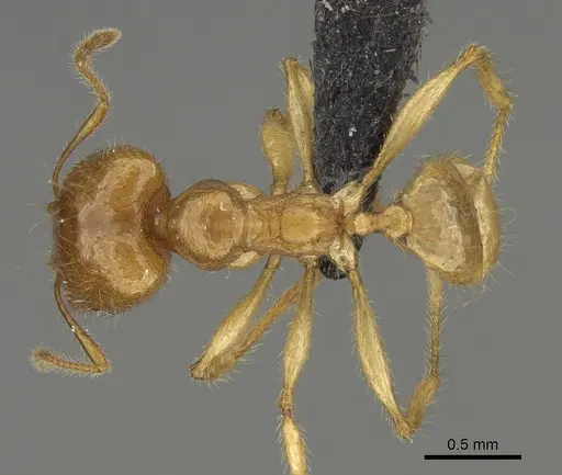 Pheidole bos - CASENT0140641