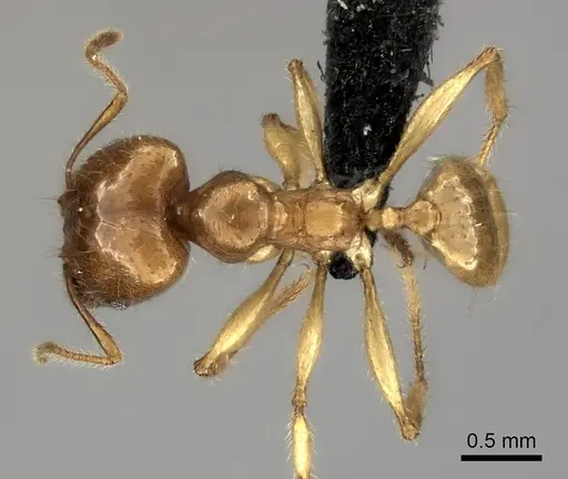 Pheidole bos - CASENT0140641