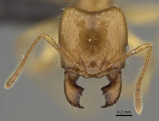 Pheidole bos - CASENT0140641