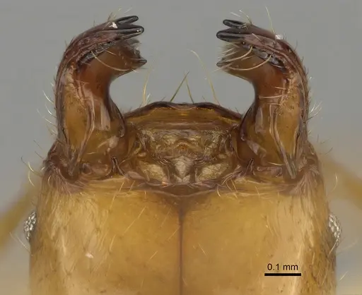 Pheidole bos - CASENT0140641