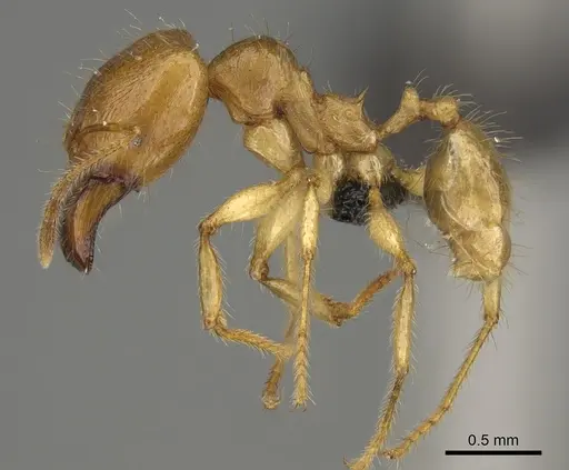 Pheidole bos - CASENT0140641