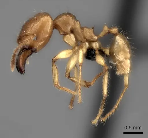 Pheidole bos - CASENT0140641