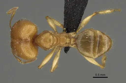 Pheidole bos - CASENT0140654