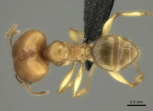 Pheidole bos - CASENT0140654