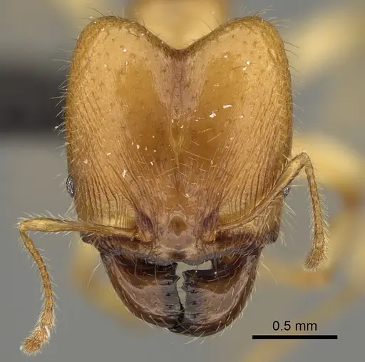Pheidole bos - CASENT0140654