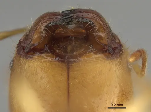 Pheidole bos - CASENT0140654