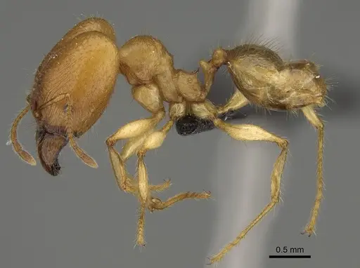 Pheidole bos - CASENT0140654