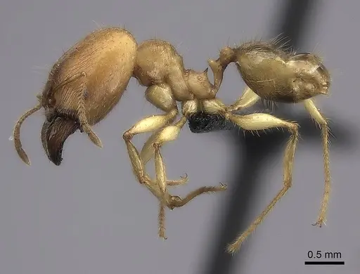 Pheidole bos - CASENT0140654