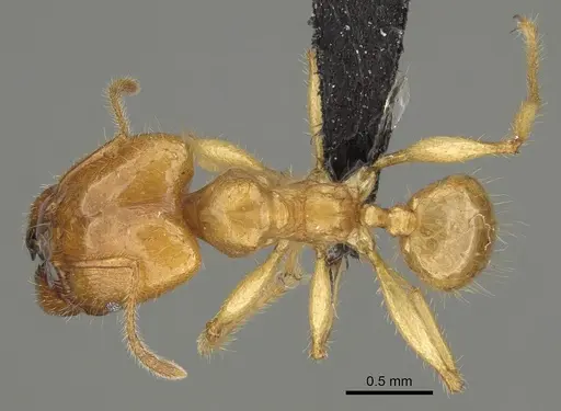 Pheidole bos - CASENT0140662