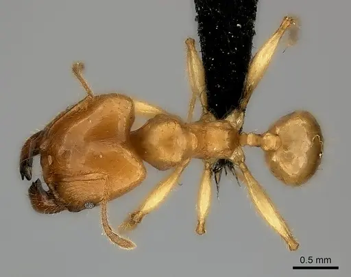 Pheidole bos - CASENT0140662