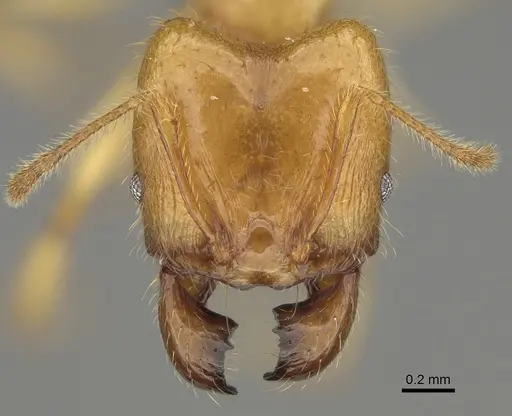 Pheidole bos - CASENT0140662
