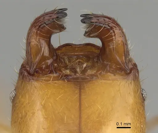 Pheidole bos - CASENT0140662
