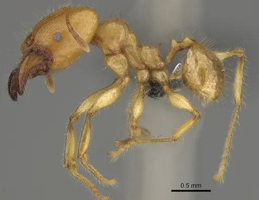 Pheidole bos - CASENT0140662